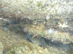 Actinopterygii