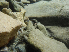 Bathygobius