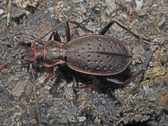 Carabus irregularis