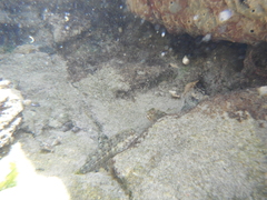 Scartella cristata