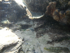 Actinopterygii