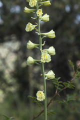 Delphinium biternatum