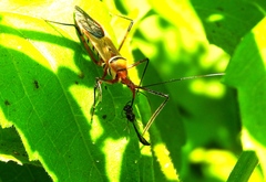 Zelus grassans
