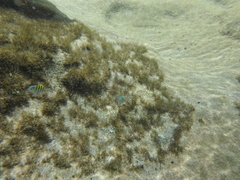 Abudefduf saxatilis