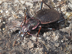 Carabus irregularis