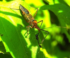 Zelus grassans