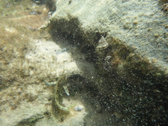 Scartella cristata