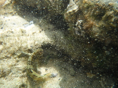 Scartella cristata