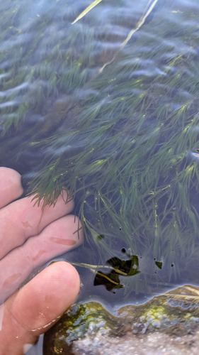 Fassett's water-starwort (Callitriche fassettii)
