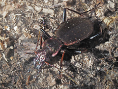Carabus irregularis