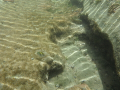 Abudefduf saxatilis