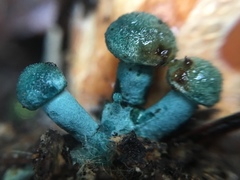 Lactarius rubrilacteus image