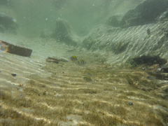 Abudefduf saxatilis