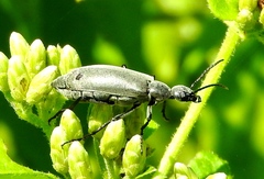 Epicauta bipunctata