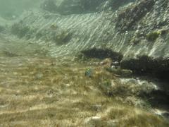 Abudefduf saxatilis