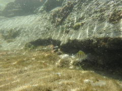 Bathygobius