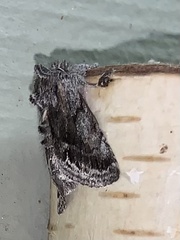 Pleromelloida conserta