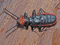 Cucujus cinnaberinus