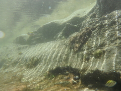 Bathygobius