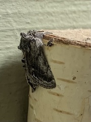 Pleromelloida conserta