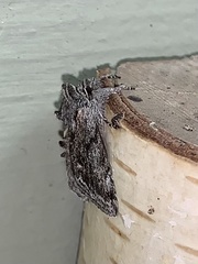 Pleromelloida conserta