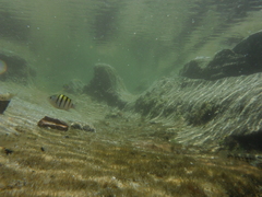 Abudefduf saxatilis