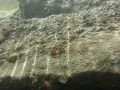 Abudefduf saxatilis