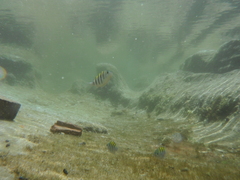 Abudefduf saxatilis