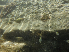 Abudefduf saxatilis