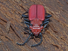 Cucujus cinnaberinus