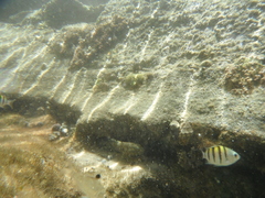 Abudefduf saxatilis