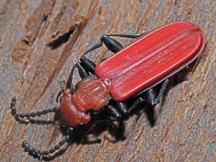 Cucujus cinnaberinus
