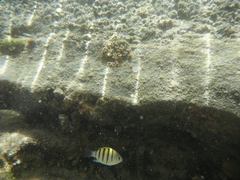 Abudefduf saxatilis