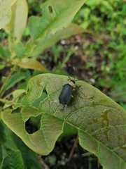 Coelomera submetallica