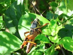 Brachystola behrensii