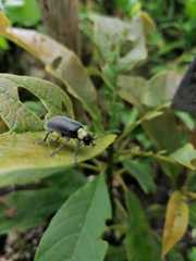 Coelomera submetallica