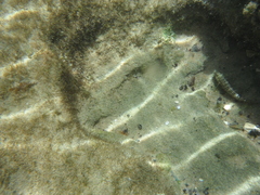Bathygobius