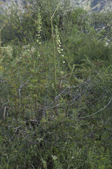 Delphinium biternatum