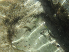 Bathygobius