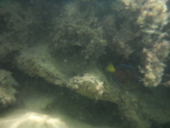 Acanthurus coeruleus