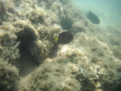 Acanthurus coeruleus
