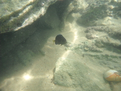 Acanthurus coeruleus