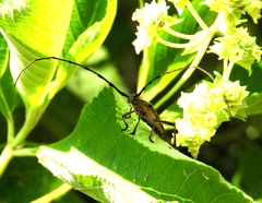 Sphaenothecus maccartyi