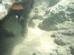Acanthurus coeruleus