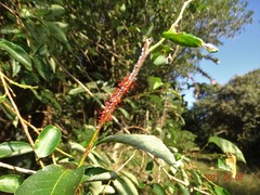 Sclerocroton integerrimus