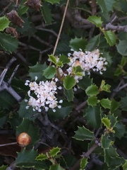 Ceanothus jepsonii