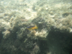 Stegastes variabilis