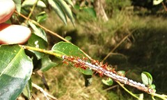 Sclerocroton integerrimus