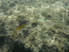 Stegastes variabilis