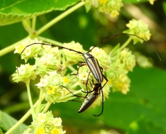 Sphaenothecus maccartyi